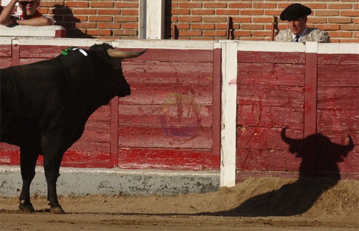 toros_1