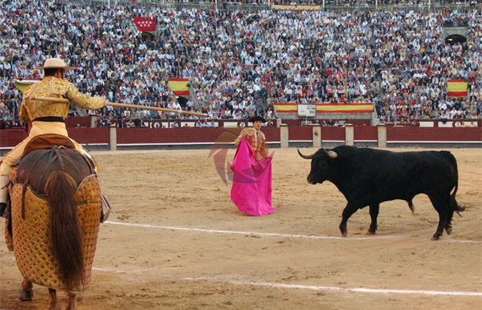 toros_15