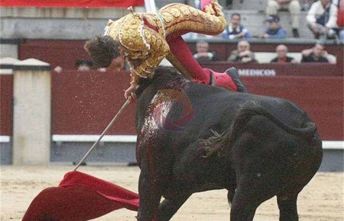 toros_28