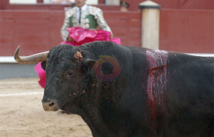 toros_44