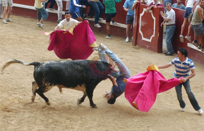 toros_62