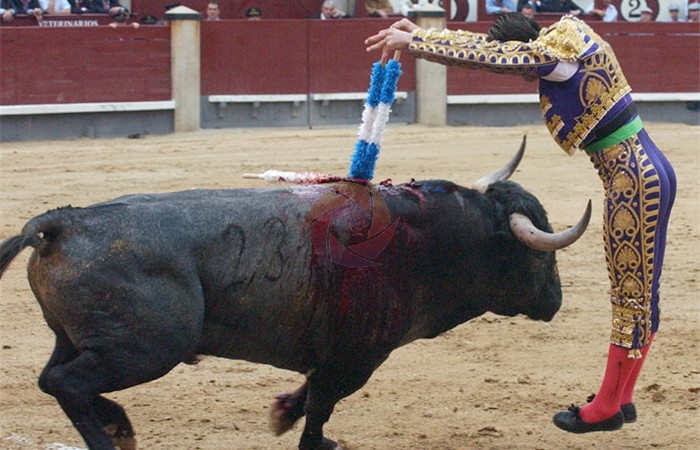 toros_8