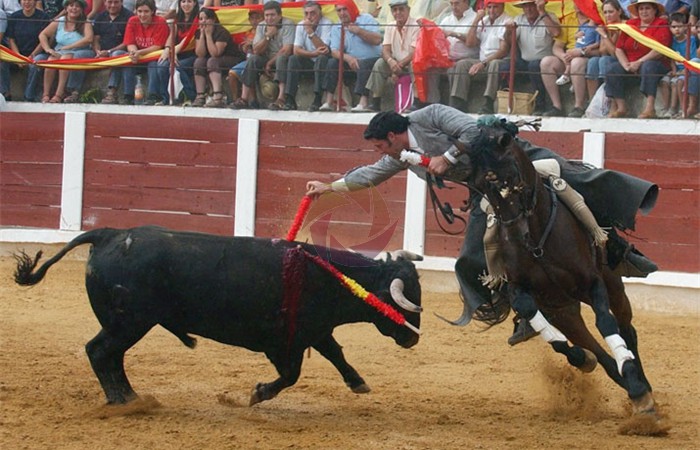 toros_9